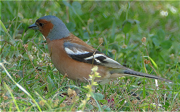 Chaffinch