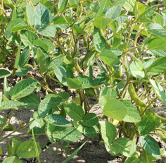 Glycine Max (Soybean) Root Extract
