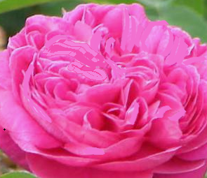 Rosa damascena bud extract