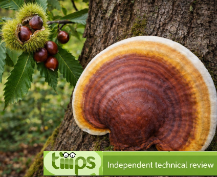 Reishi