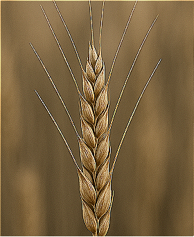 Lievito di segale naturale