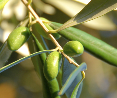 Green olives
