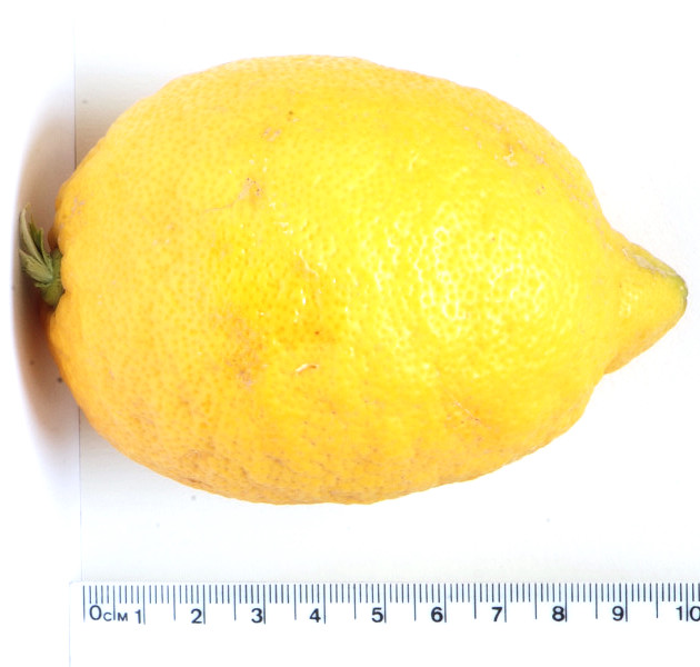 Citrus limon peel oil