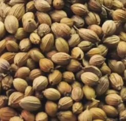 Coriandrum Sativum (Coriander) Seed Extract