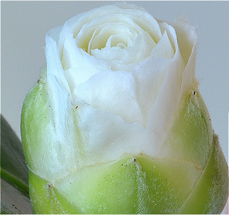 Camellia Japonica Leaf Extract