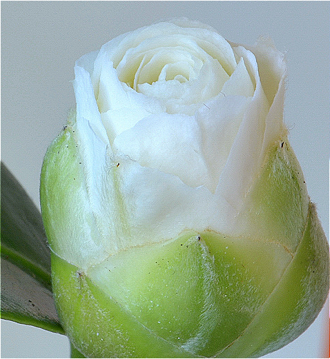 Camellia Japonica Flower Nectar