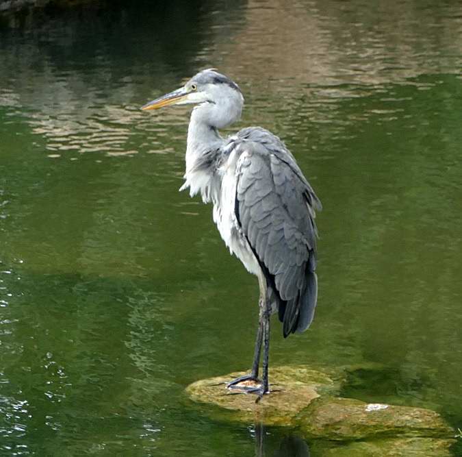 Grey heron