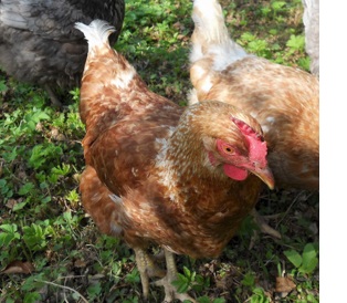 Chicken