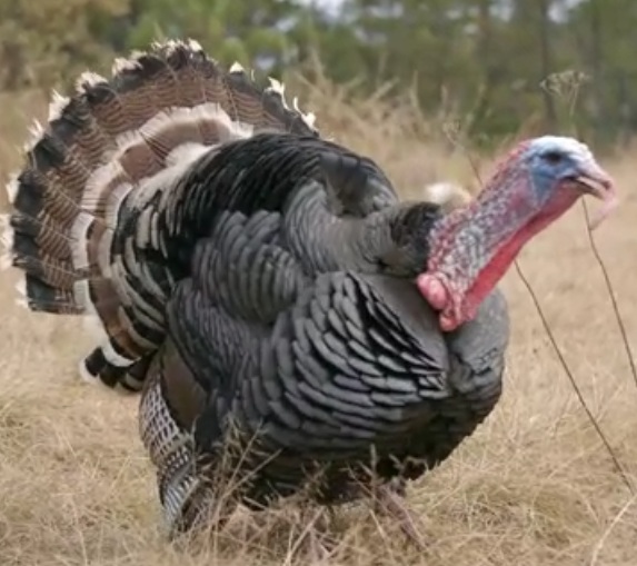 Turkey