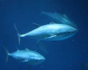Light Tuna