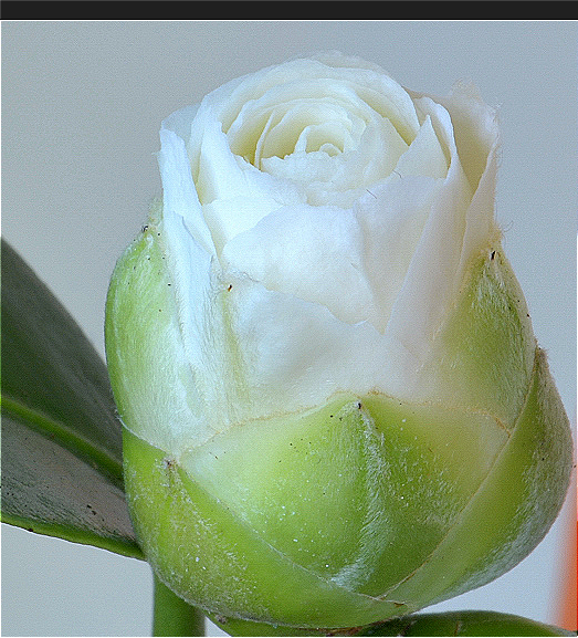 Camellia Japonica Flower Water