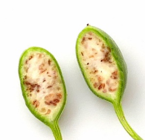 Capers
