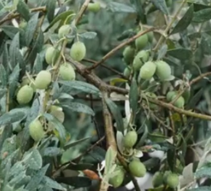 Italian extra virgin olive oil