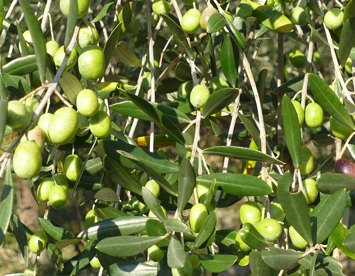 Olio extravergine d'oliva italiano