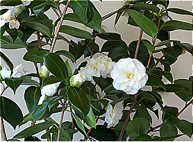 Camellia Japonica Flower Juice