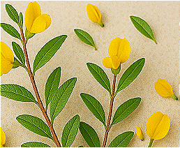 Honeybush
