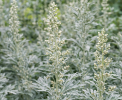 Artemisia ludoviciana