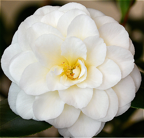 Camellia Japonica Seed Extract