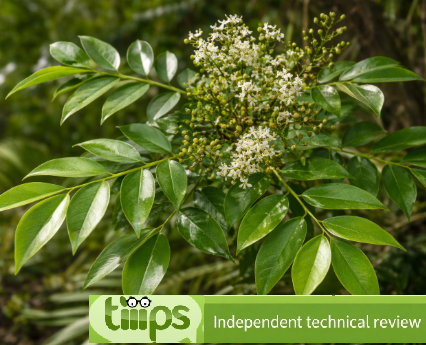 Amyris Balsamifera