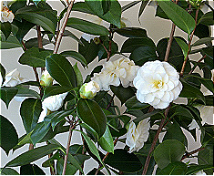 Camellia Japonica Seed Oil Triacetin Esters