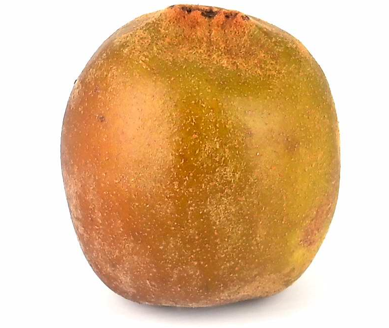 Actinidia chinensis