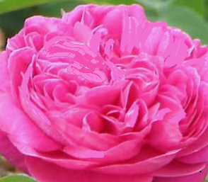 Rosa damascena phytoplacenta culture extract