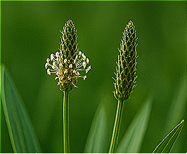 Piantaggine