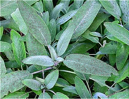 Salvia officinalis (Sage) callus lysate