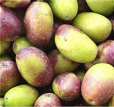 Oliva Taggiasca