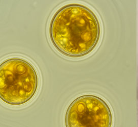 Ruttnera Lamellosa