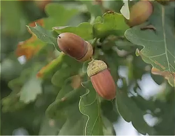 Quercus robur