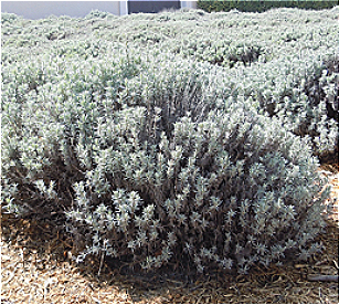 Lavandula angustifolia