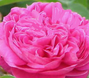 Rosa damascena extract