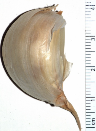 Granulated Garlic