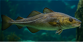 Cod