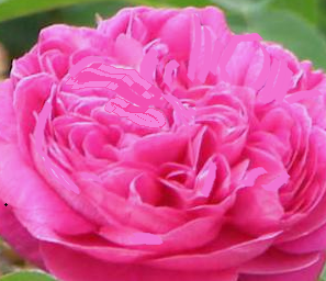 Rosa damascena flower water
