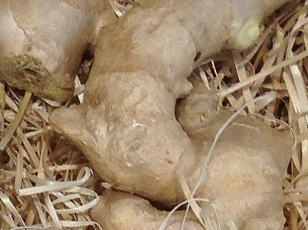 Zingiber officinale (Ginger) water