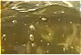 Lactobacillus/Hippophae Rhamnoides Ferment Filtrate