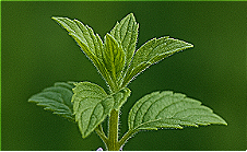 Menta campestre