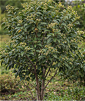Santalum Austrocaledonicum