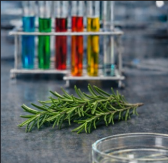 Rosmarinus officinalis leaf