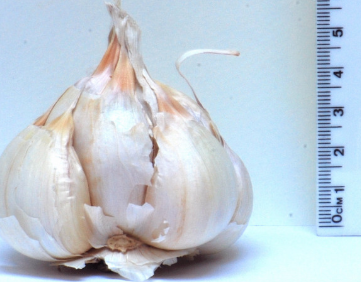 Granulated Garlic