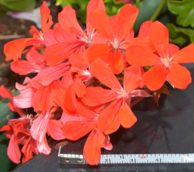 Ivy geranium red
