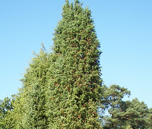 Juniper