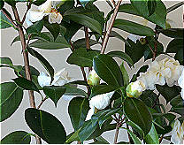 Camellia Japonica Leaf Wax