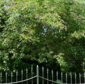 Sambucus nigra