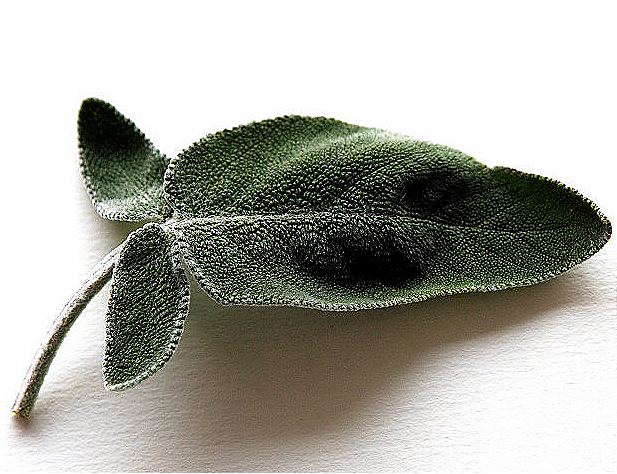 Salvia Officinalis (Sage) Water