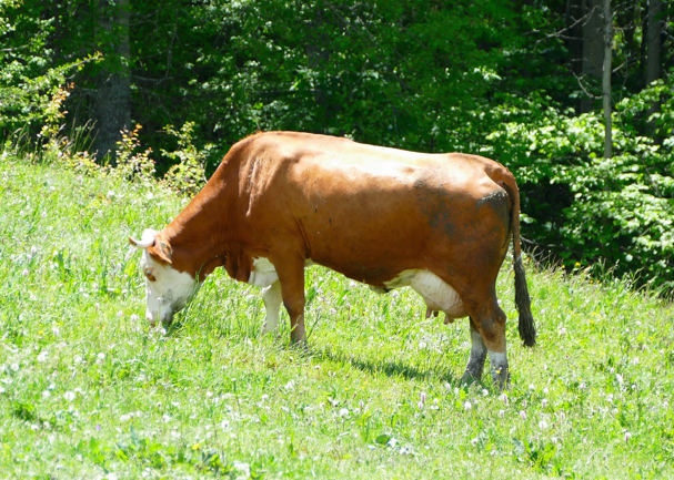 Latte fresco pastorizzato alta qualità