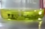 Actinidia Chinensis (Kiwi) Fruit Extract