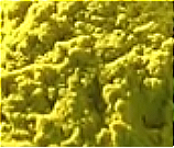 Angelica Dahurica Seed Powder